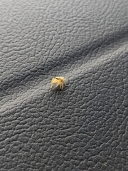 Phidippus cardinalis