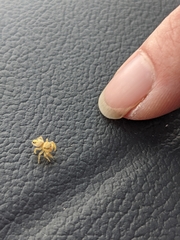 Phidippus cardinalis