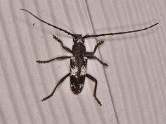 Enaphalodes taeniatus