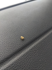 Phidippus cardinalis