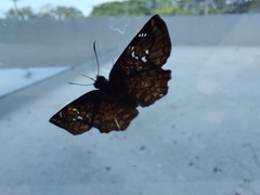 Celaenorrhinus eligius