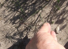 Pelargonium dipetalum