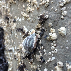 Acanthinucella punctulata