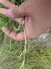 Aristida purpurea wrightii