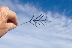 Pelargonium dipetalum