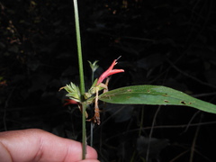 Dicliptera squarrosa