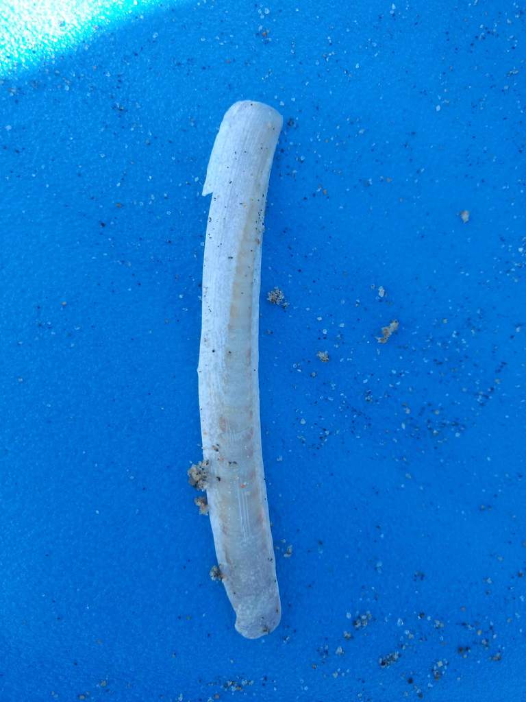 California jackknife