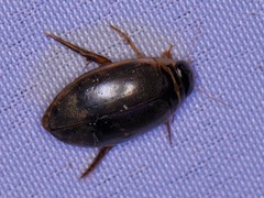 Thermonectus nigrofasciatus