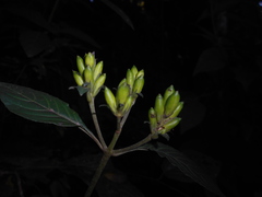 Aphelandra longiflora