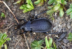 Carabus carinthiacus