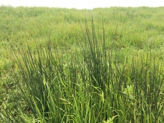 Juncus effusus effusus