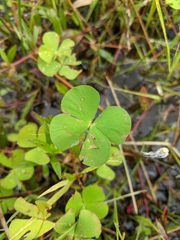Marsilea minuta