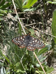 Euphydryas editha