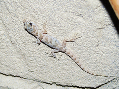 Altiphylax stoliczkai