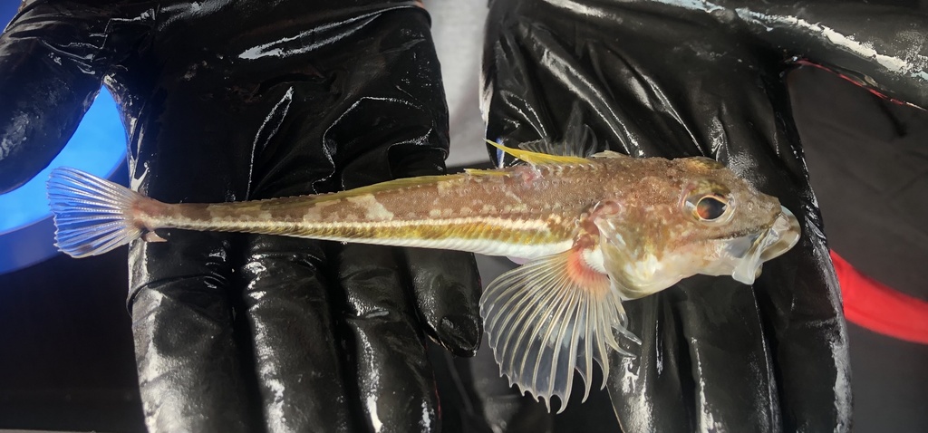 Ribbed sculpin (Triglops pingelii) — Cottidae