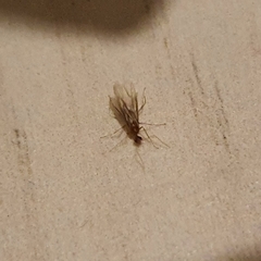 Formicidae