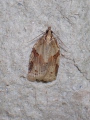 Clepsis spectrana
