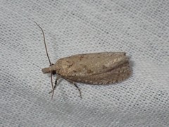 Epiblema grandaevana