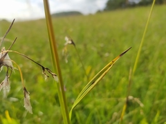 Eriophorum latifolium