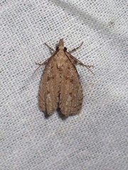 Epiblema grandaevana