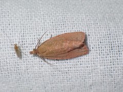 Celypha rufana