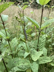 Cucullia scrophulariae