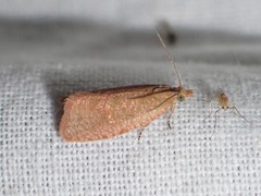 Celypha rufana