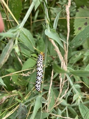 Cucullia scrophulariae