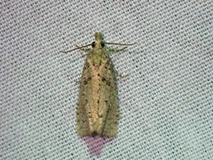 Epiblema grandaevana