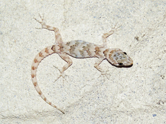 Altiphylax stoliczkai