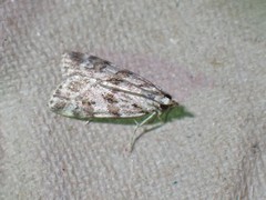 Scoparia ingratella