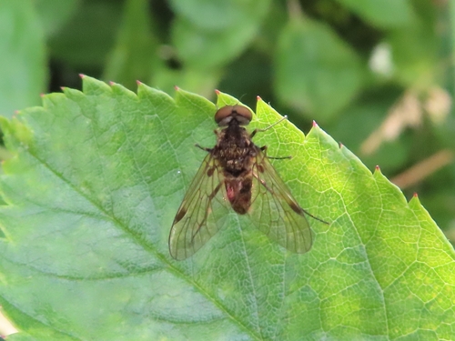 Black Snipefly, 9742 KD Groningen, Netherlands, photo 7 of 10