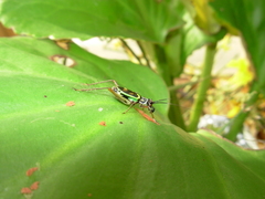 Phylloscyrtus amoenus