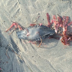 Callorhinchus callorynchus