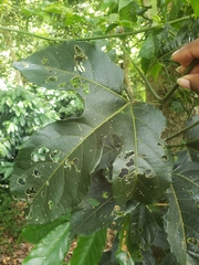 Cayaponia americana