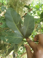 Cayaponia americana