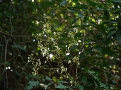 Archidendron bigeminum