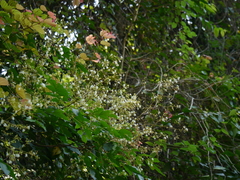Archidendron bigeminum