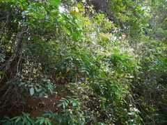 Archidendron bigeminum