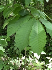 Asimina triloba