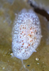 Corambe pacifica