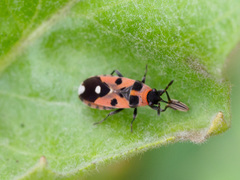 Horvathiolus superbus