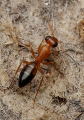 Opisthopsis