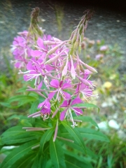 Chamaenerion angustifolium