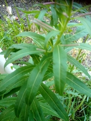 Chamaenerion angustifolium