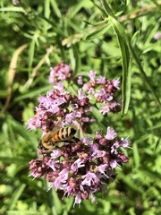 Apis mellifera