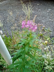 Chamaenerion angustifolium