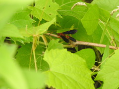 Tmetogaster nubilipennis