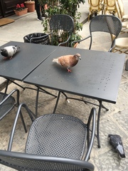 Columba livia domestica