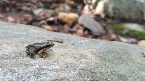 Thampi's Torrent Frog, Micrixalus thampii